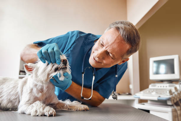 Best Emergency Dental Extractions in Lexington, SC